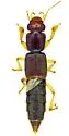 Pinophilus densus - photo 4