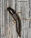 Pinophilus latipes