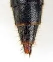 Pinophilus latipes - photo 3