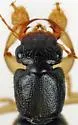Pinophilus latipes - photo 4