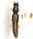 Pinophilus latipes - photo 5