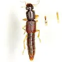 Pinophilus parcus