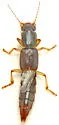 Pinophilus parcus - photo 2