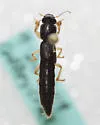 Pinophilus parcus - photo 3
