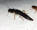 Pinophilus parcus - photo 4
