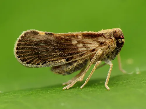 Pintalia vibex