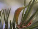 Pinyonia edulicola - photo 4