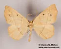 Pionenta ochreata - Hodges#6992 - photo 2