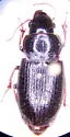 Piosoma setosum
