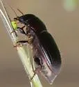 Piosoma setosum - photo 2