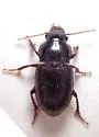 Piosoma setosum - photo 3