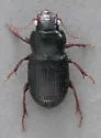 Piosoma setosum - photo 4
