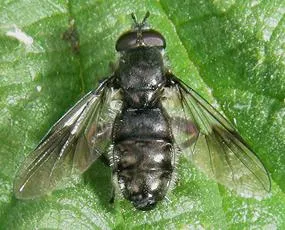 Pipiza austriaca