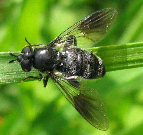 Pipiza austriaca - photo 2