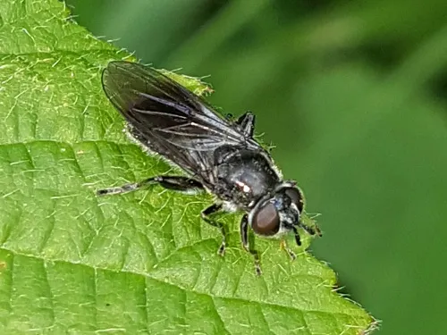 Pipiza austriaca - photo 4