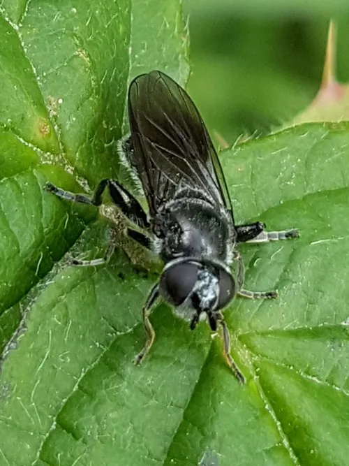 Pipiza austriaca - photo 6