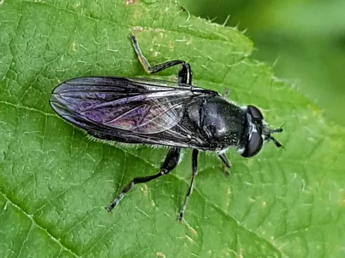 Pipiza austriaca - photo 8