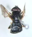 Pipiza femoralis