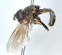 Pipiza femoralis - photo 2