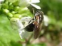 Pipiza femoralis - photo 3