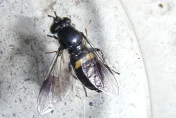 Pipiza noctiluca - Pipiza noctiluca