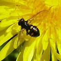 Pipiza quadrimaculata
