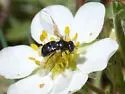 Pipiza quadrimaculata - photo 2