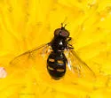 Pipiza quadrimaculata - photo 3