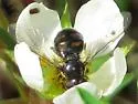 Pipiza quadrimaculata - photo 4