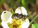 Pipiza quadrimaculata - photo 5