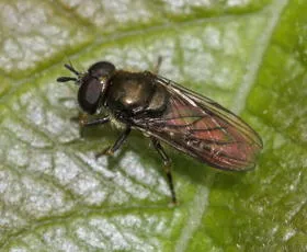 Pipizella viduata