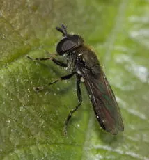 Pipizella viduata - photo 2