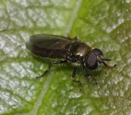 Pipizella viduata - photo 3