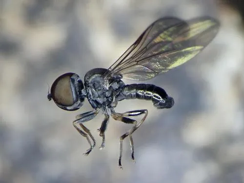 Big-headed flies - Pipunculidae