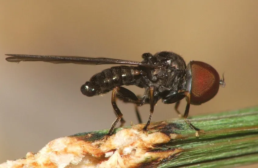 Pipunculus campestris - photo 3