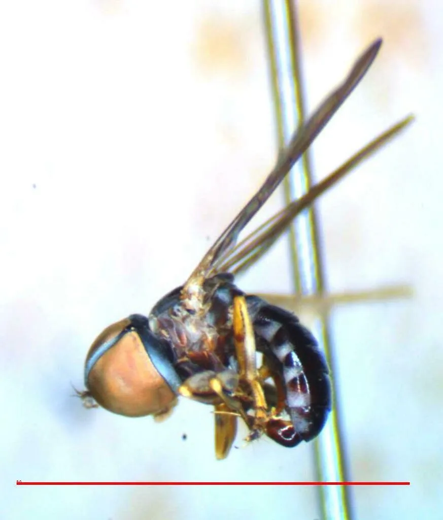 Pipunculus elegantulus - photo 2