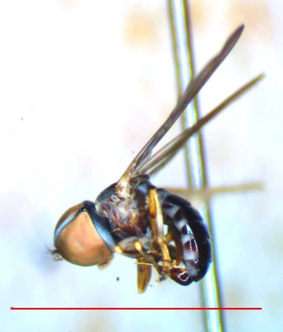Pipunculus elegantulus - photo 3