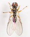 Pipunculus houghi