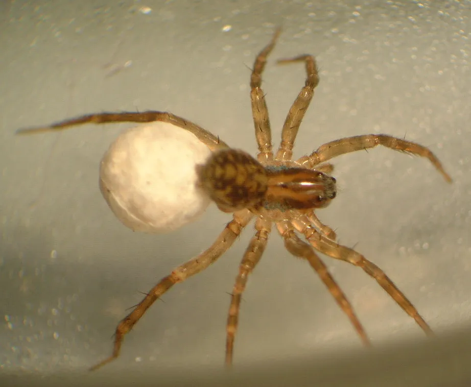 Pirata montanoides