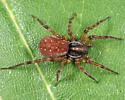 Pirata montanus