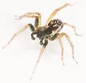 Pirata montanus - photo 3