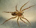 Pirata sedentarius