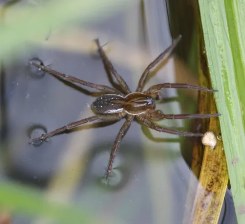 Pirate Wolf Spider