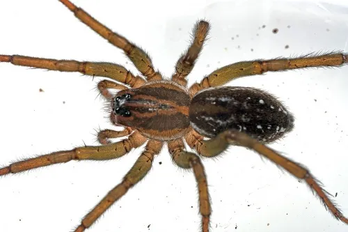 Pirate Wolf Spider - photo 2