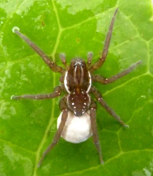 Pirate Wolf Spider - photo 3