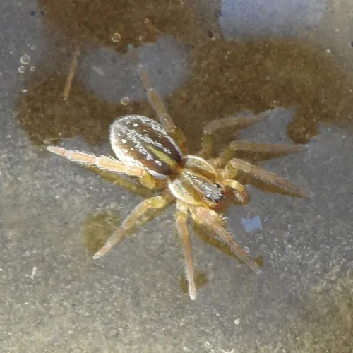 Pirate Wolf Spider - photo 4