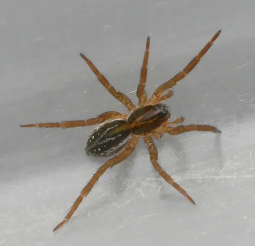 Pirate Wolf Spider - photo 5