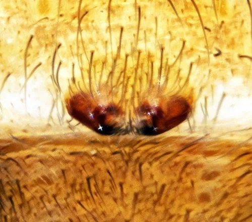 Pirate Wolf Spider - photo 7