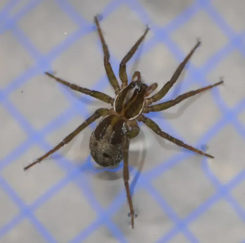 Pirate Wolf Spider - photo 8