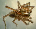 Piratula canadensis